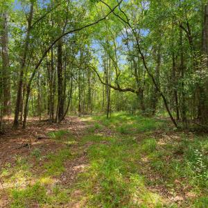 Photo #4 of 6518 Fraser St., Georgetown, SC 24.8 acres