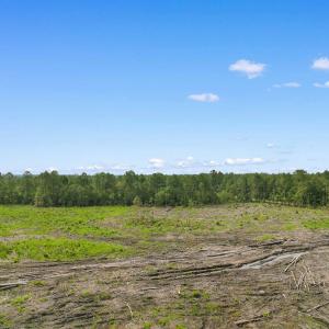 Photo #12 of 155.81 Acres - Roper Woods Rd., Lake City, SC 155.8 acres
