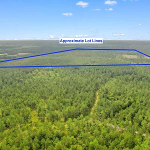 Photo #22 of 155.81 Acres - Roper Woods Rd., Lake City, SC 155.8 acres