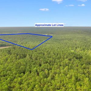 Photo #20 of 155.81 Acres - Roper Woods Rd., Lake City, SC 155.8 acres