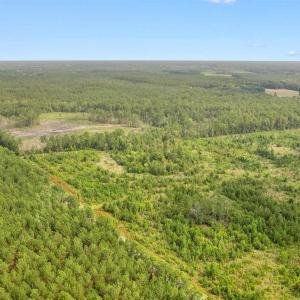 Photo #15 of 155.81 Acres - Roper Woods Rd., Lake City, SC 155.8 acres