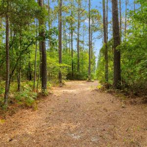 Photo #8 of 155.81 Acres - Roper Woods Rd., Lake City, SC 155.8 acres