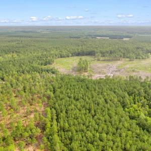 Photo #23 of 155.81 Acres - Roper Woods Rd., Lake City, SC 155.8 acres