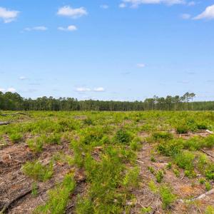 Photo #10 of 155.81 Acres - Roper Woods Rd., Lake City, SC 155.8 acres