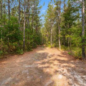 Photo #2 of 155.81 Acres - Roper Woods Rd., Lake City, SC 155.8 acres