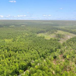 Photo #17 of 155.81 Acres - Roper Woods Rd., Lake City, SC 155.8 acres