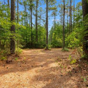 Photo #5 of 155.81 Acres - Roper Woods Rd., Lake City, SC 155.8 acres