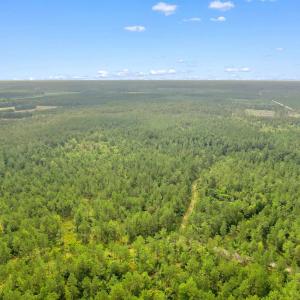 Photo #21 of 155.81 Acres - Roper Woods Rd., Lake City, SC 155.8 acres