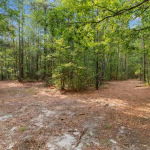Photo #9 of 155.81 Acres - Roper Woods Rd., Lake City, SC 155.8 acres