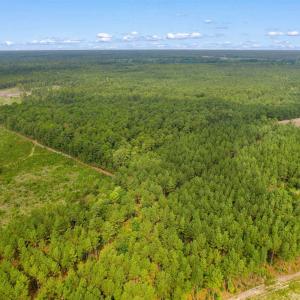 Photo #25 of 155.81 Acres - Roper Woods Rd., Lake City, SC 155.8 acres