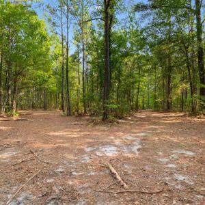 Photo #13 of 155.81 Acres - Roper Woods Rd., Lake City, SC 155.8 acres