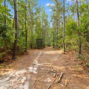 Photo #3 of 155.81 Acres - Roper Woods Rd., Lake City, SC 155.8 acres