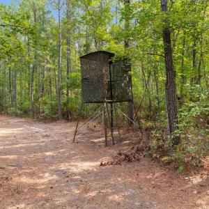 Photo #7 of 155.81 Acres - Roper Woods Rd., Lake City, SC 155.8 acres