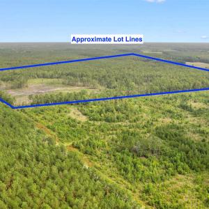 Photo #16 of 155.81 Acres - Roper Woods Rd., Lake City, SC 155.8 acres
