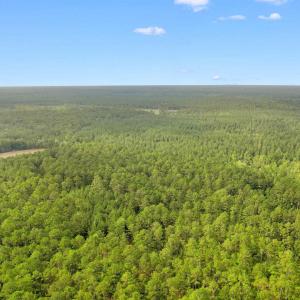 Photo #19 of 155.81 Acres - Roper Woods Rd., Lake City, SC 155.8 acres