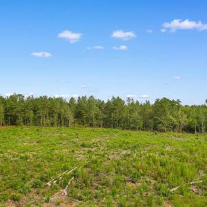 Photo #11 of 155.81 Acres - Roper Woods Rd., Lake City, SC 155.8 acres