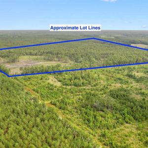 Photo #16 of 155.81 Acres - Roper Woods Rd., Lake City, SC 155.8 acres