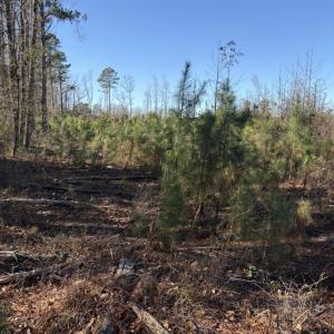 Photo #3 of tbd Vincent Rd, Mullins, SC 17.7 acres