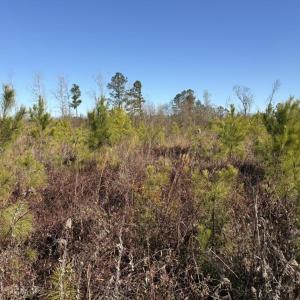 Photo #2 of tbd Vincent Rd, Mullins, SC 17.7 acres