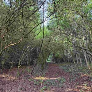 Photo #19 of 81.30 Acres - Blackberry Rd., Johnsonville, SC 81.3 acres