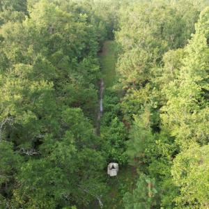 Photo #14 of 81.30 Acres - Blackberry Rd., Johnsonville, SC 81.3 acres