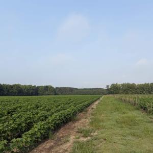 Photo #21 of 81.30 Acres - Blackberry Rd., Johnsonville, SC 81.3 acres