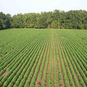 Photo #5 of 81.30 Acres - Blackberry Rd., Johnsonville, SC 81.3 acres