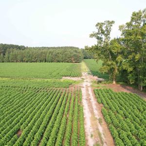 Photo #10 of 81.30 Acres - Blackberry Rd., Johnsonville, SC 81.3 acres