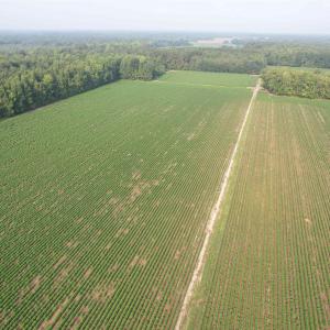 Photo #9 of 81.30 Acres - Blackberry Rd., Johnsonville, SC 81.3 acres