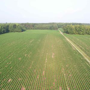 Photo #11 of 81.30 Acres - Blackberry Rd., Johnsonville, SC 81.3 acres