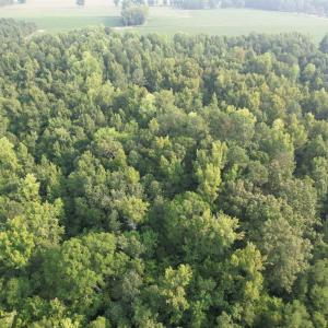 Photo #16 of 81.30 Acres - Blackberry Rd., Johnsonville, SC 81.3 acres