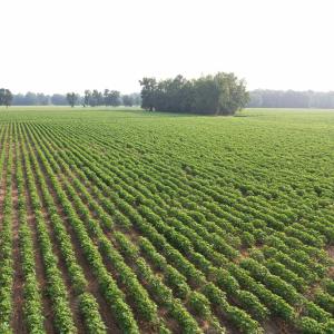 Photo #3 of 81.30 Acres - Blackberry Rd., Johnsonville, SC 81.3 acres