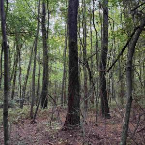 Photo #17 of 81.30 Acres - Blackberry Rd., Johnsonville, SC 81.3 acres
