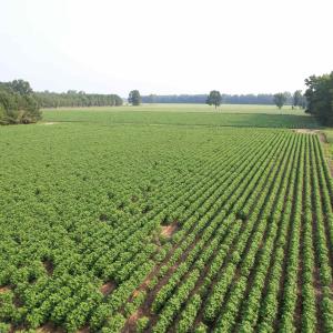 Photo #1 of 81.30 Acres - Blackberry Rd., Johnsonville, SC 81.3 acres