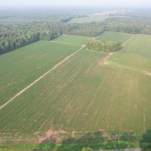 Photo #6 of 81.30 Acres - Blackberry Rd., Johnsonville, SC 81.3 acres