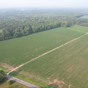 Photo #7 of 81.30 Acres - Blackberry Rd., Johnsonville, SC 81.3 acres