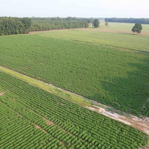 Photo #4 of 81.30 Acres - Blackberry Rd., Johnsonville, SC 81.3 acres