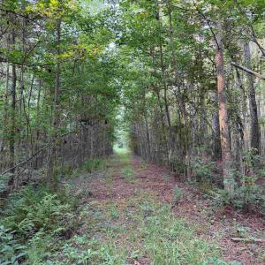 Photo #18 of 81.30 Acres - Blackberry Rd., Johnsonville, SC 81.3 acres