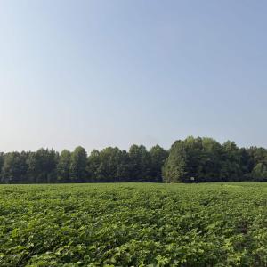 Photo #20 of 81.30 Acres - Blackberry Rd., Johnsonville, SC 81.3 acres