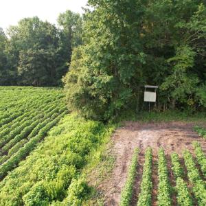 Photo #2 of 81.30 Acres - Blackberry Rd., Johnsonville, SC 81.3 acres