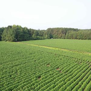 Photo #12 of 81.30 Acres - Blackberry Rd., Johnsonville, SC 81.3 acres
