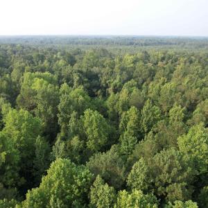 Photo #13 of 81.30 Acres - Blackberry Rd., Johnsonville, SC 81.3 acres