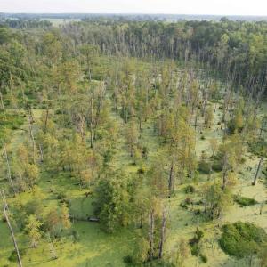 Photo #14 of 85± Acres - Antler Dr, Johnsonville, SC 85.0 acres