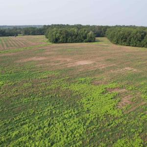 Photo #6 of 85± Acres - Antler Dr, Johnsonville, SC 85.0 acres