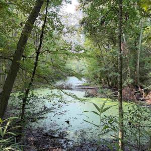 Photo #18 of 85± Acres - Antler Dr, Johnsonville, SC 85.0 acres
