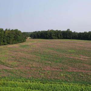 Photo #10 of 85± Acres - Antler Dr, Johnsonville, SC 85.0 acres