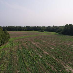 Photo #9 of 85± Acres - Antler Dr, Johnsonville, SC 85.0 acres