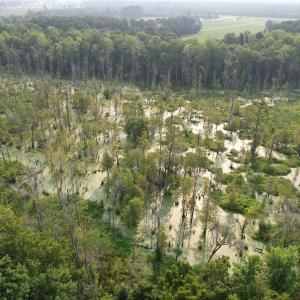 Photo #2 of 85± Acres - Antler Dr, Johnsonville, SC 85.0 acres
