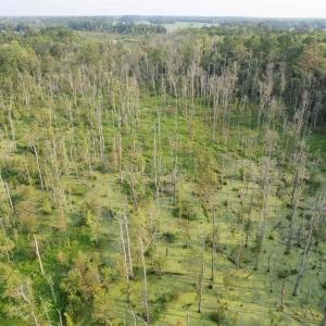 Photo #13 of 85± Acres - Antler Dr, Johnsonville, SC 85.0 acres