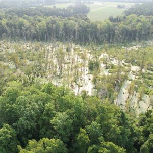 Photo #11 of 85± Acres - Antler Dr, Johnsonville, SC 85.0 acres
